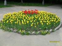 Цветочное кольцо: тюльпаны украшают город