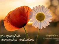 Мак и ромашка крупным планом