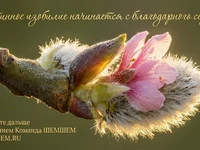 Раскрывающаяся почка в золотых лучах рассвета