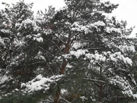 На фото сосны в объятиях зимы