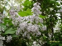 Весеннее вдохновение: сирень Москвы