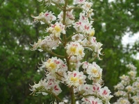 Москва в цвету: майские соцветия каштана