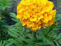 Яркий цветок Москвы: бархатцы 25 мая 2013