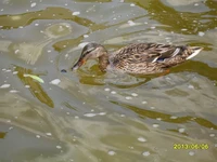 Июньский портрет кряквы в Москве