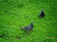 Москва майская: голуби и сочная трава