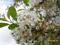 Нежность весны: белые цветы вишни в столице