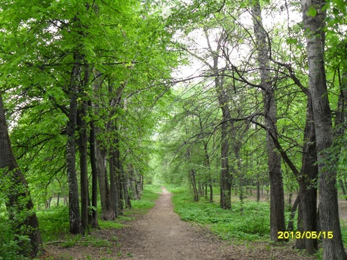 Весенний лес в Москве, 2013 год.