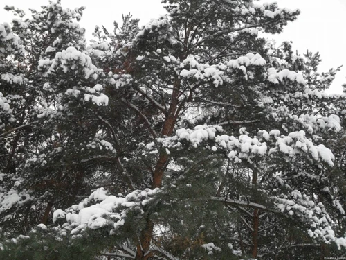 На фото сосны в объятиях зимы