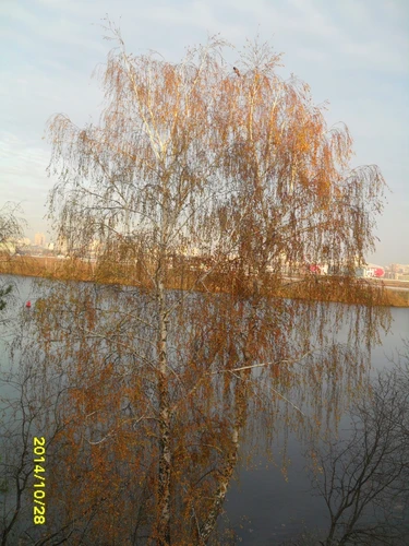 Берёза у реки в октябре