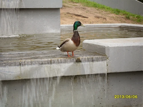 Летняя идиллия Москвы: селезень у водного каскада