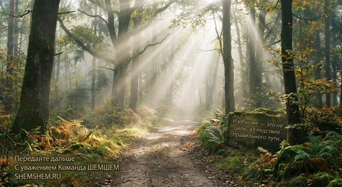 Лесная тропинка в лучах утреннего солнца и легком тумане