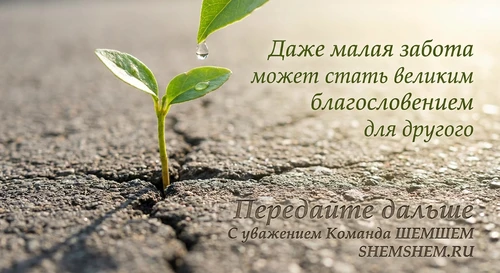 Росток сквозь асфальт с каплей росы