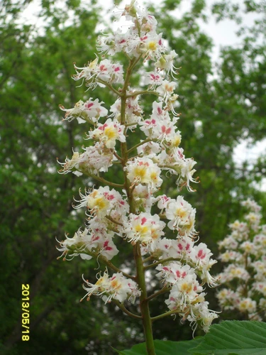Москва в цвету: майские соцветия каштана