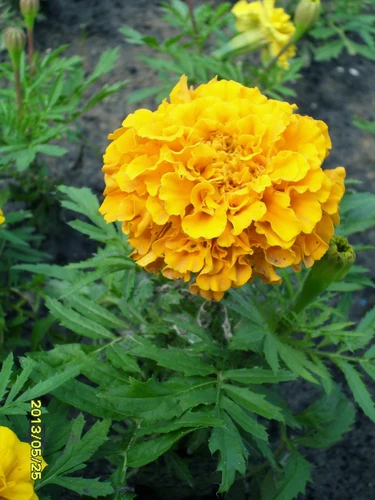 Яркий цветок Москвы: бархатцы 25 мая 2013