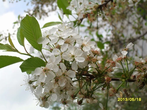 Нежность весны: белые цветы вишни в столице