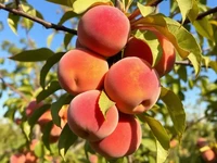 Персиковое дерево с сочными плодами на фоне ясного неба.