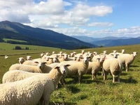 Овцы на горных пастбищах