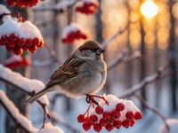 Воробей на ветке рябины зимой