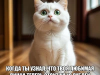 Удивленный кот