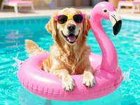 Ретривер в очках на надувном фламинго