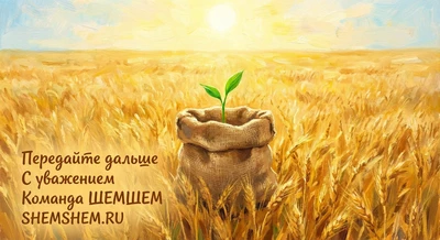 Золотое поле пшеницы и пустой мешок