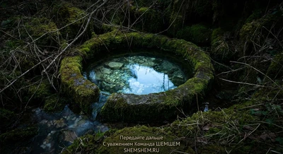 Чистый лесной родник среди темных камней и веток